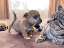 子犬にグイグイ来られる猫