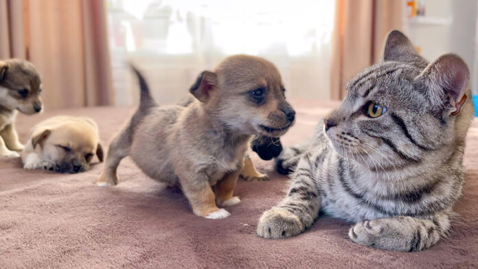 子犬にグイグイ来られる猫