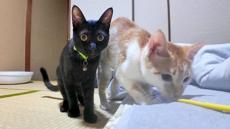 旅館の部屋に遊びに来た猫達