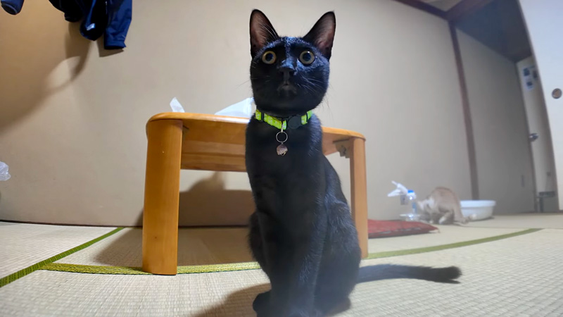 隣に座る猫