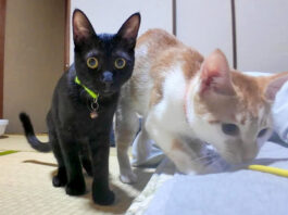 旅館の部屋に遊びに来た猫達