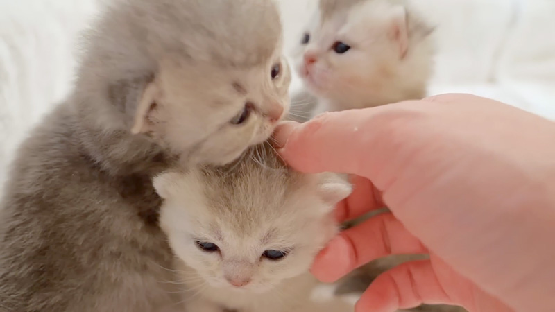 ナデナデされる子猫達