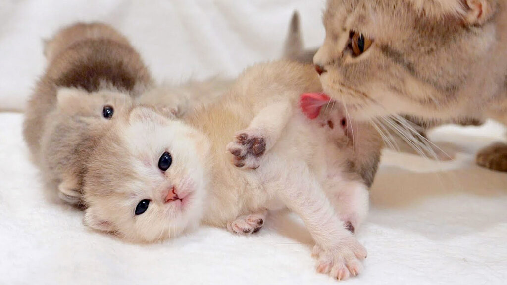 sarerugamama_neko_title-