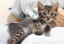 ママの膝の上でくつろぐ子猫