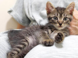 ママの膝の上でくつろぐ子猫
