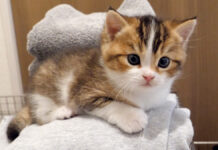 洗濯物の山の登頂した子猫