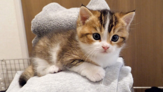 洗濯物の山の登頂した子猫