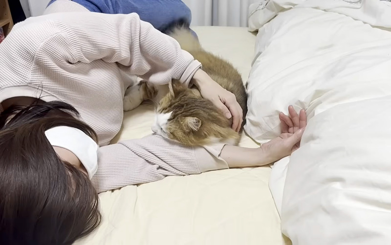 お母さんに甘える猫