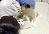 お母さんに甘える猫