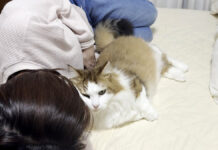 お母さんに甘える猫