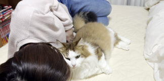 お母さんに甘える猫