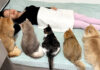 飼い主さんのことを心配する猫達