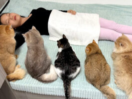 飼い主さんのことを心配する猫達