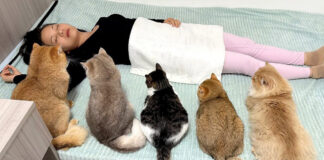 飼い主さんのことを心配する猫達