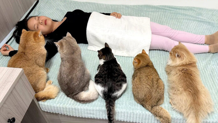 飼い主さんのことを心配する猫達
