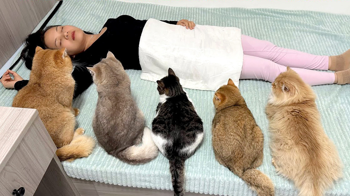 飼い主さんのことを心配する猫達