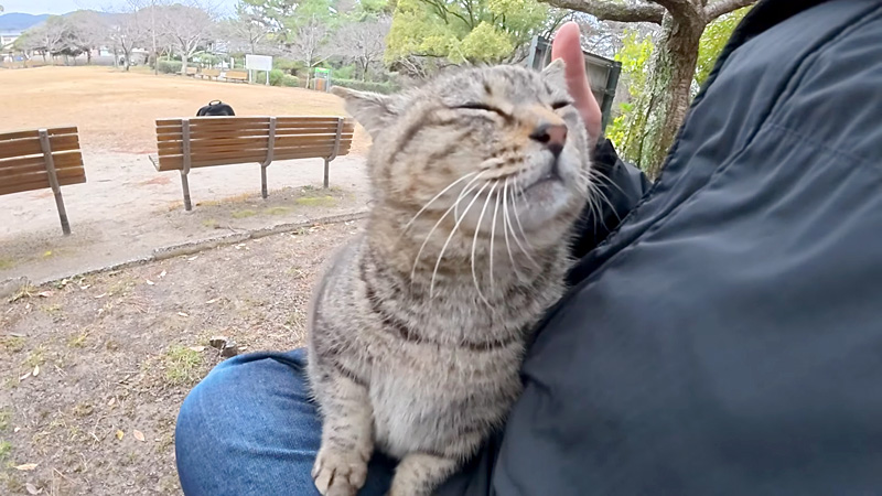 膝の上で撫でられる猫
