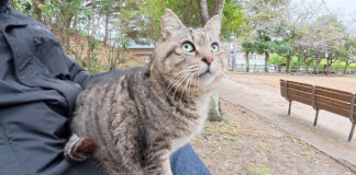 膝の上に乗る猫