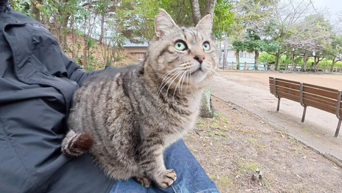 膝の上に乗る猫