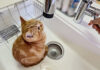 シンクの中の子猫