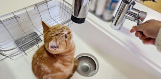 シンクの中の子猫