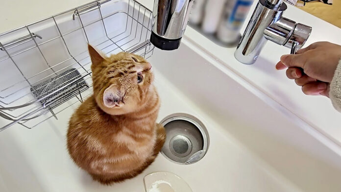 シンクの中の子猫