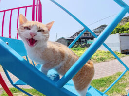 すべり台で遊ぶ猫