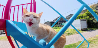 すべり台で遊ぶ猫