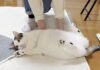 転がされる猫