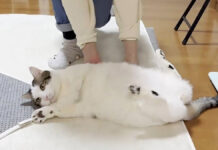 転がされる猫