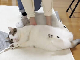 転がされる猫