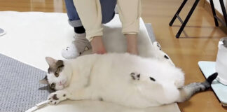 転がされる猫