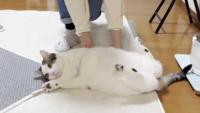 転がされる猫