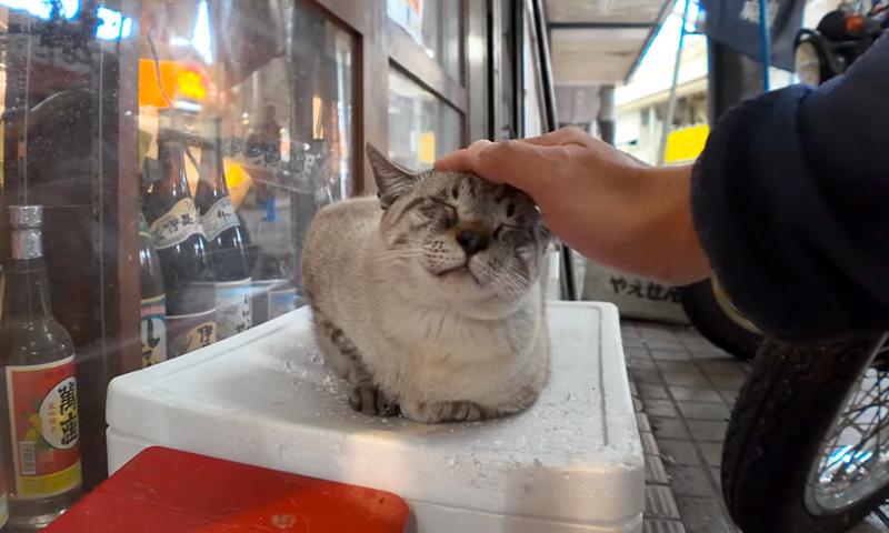 撫でられる猫