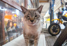 商店街の猫