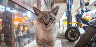 商店街の猫