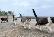 猫の集会が終わって帰る猫達
