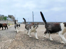猫の集会が終わって帰る猫達