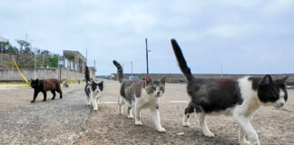 猫の集会が終わって帰る猫達