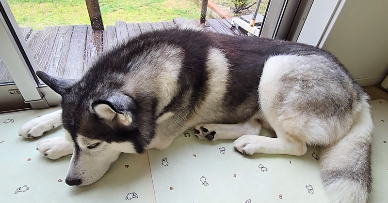 具合が悪い犬
