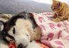 具合が悪い犬を心配する子猫