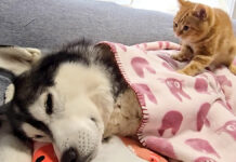 具合が悪い犬を心配する子猫