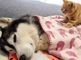具合が悪い犬を心配する子猫