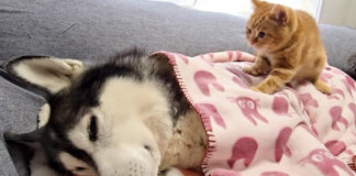具合が悪い犬を心配する子猫