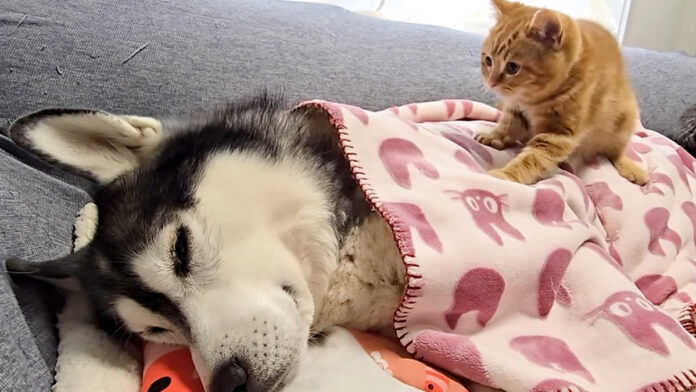 具合が悪い犬を心配する子猫