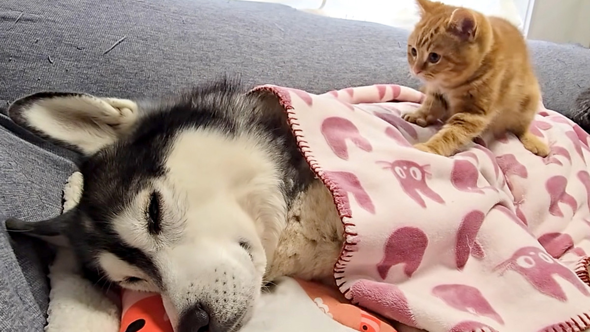 具合が悪い犬を心配する子猫