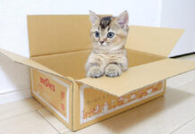 ダンボール箱を取られたくない子猫