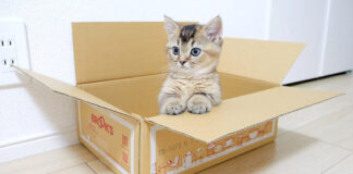 ダンボール箱を取られたくない子猫