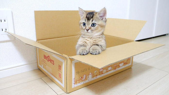 ダンボール箱を取られたくない子猫