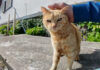 とにかく撫でられたい猫